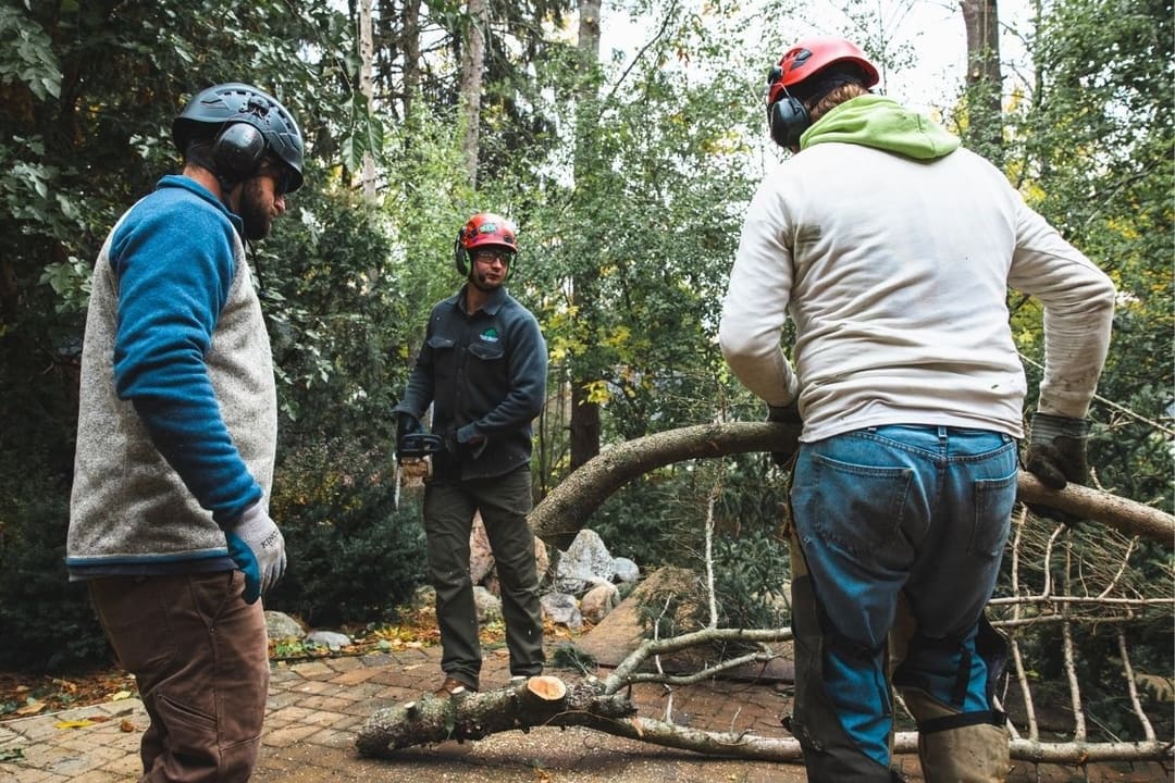 Michigan's Choice Tree Service Tree Appraisal